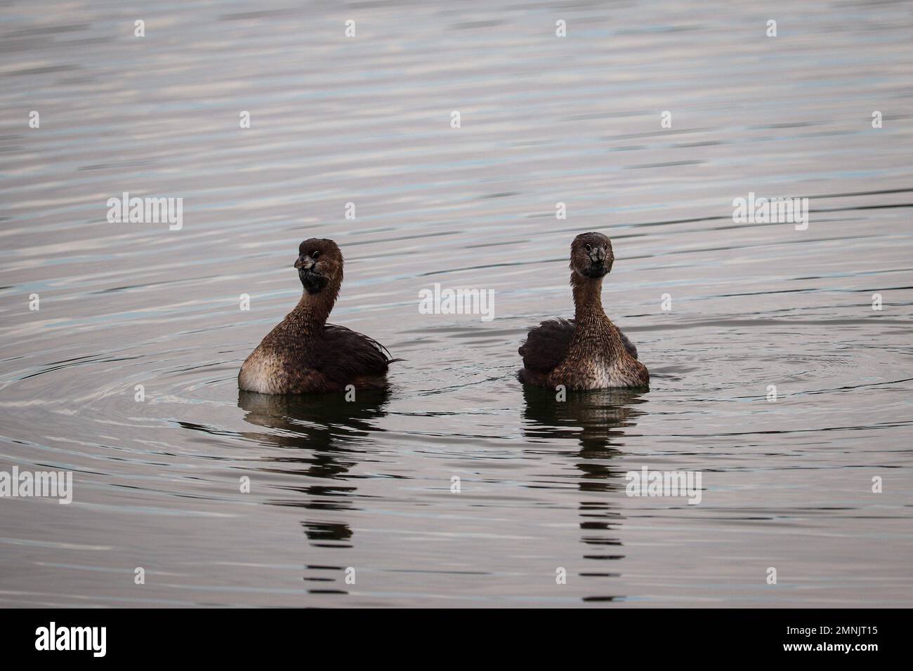 Pair of pied-billed grebe or Podilymbus podiceps displaying at the Veterans oasis park in Arizona. Stock Photo