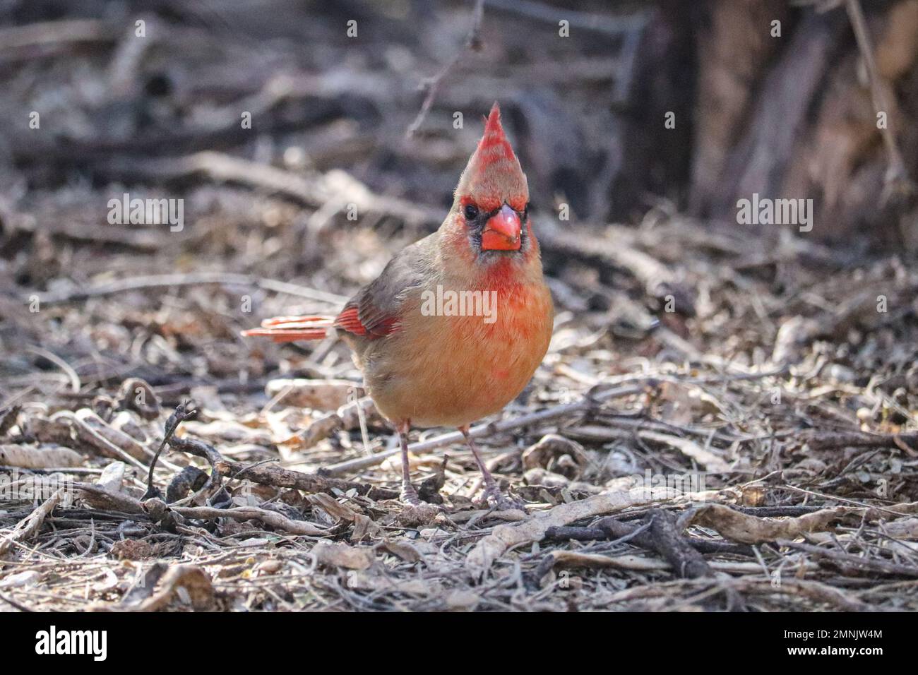 Young male cardinal hi-res stock photography and images - Alamy