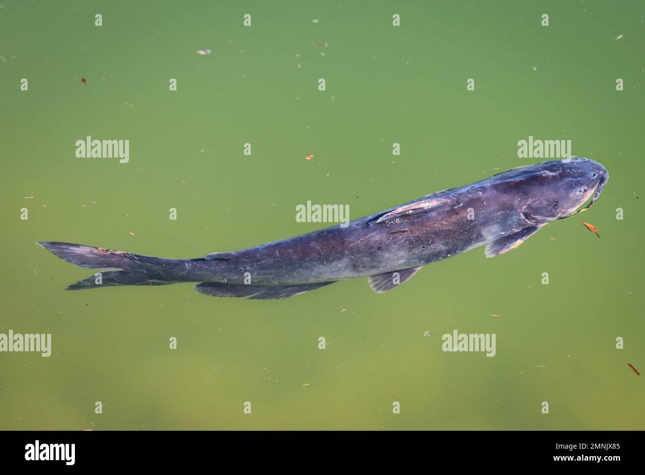 channel catfish or Ictalurus punctatus swimming in a pond at the
