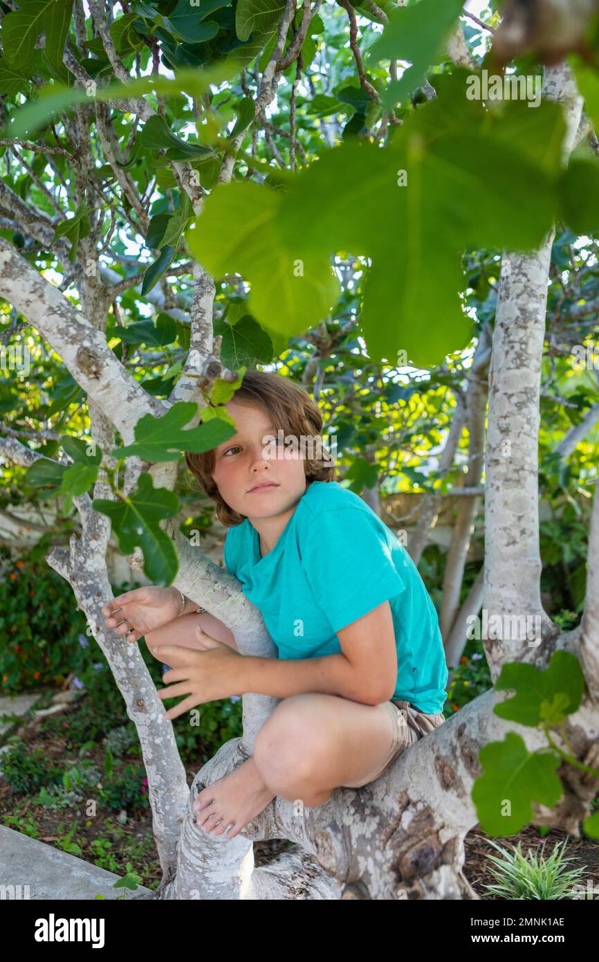 Boy (10-11) climbing tree in summer Stock Photo