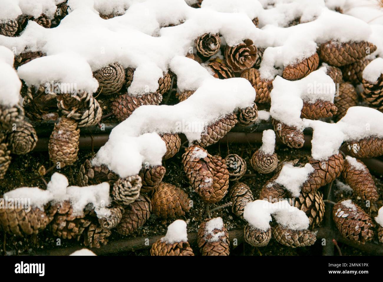 Snow cones hi-res stock photography and images - Alamy