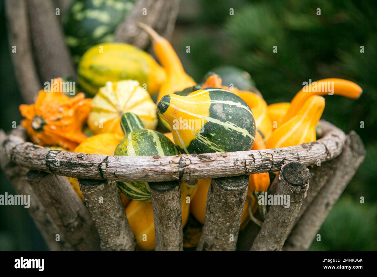 Autumn pumpkins and gourds in basket Stock Photo
