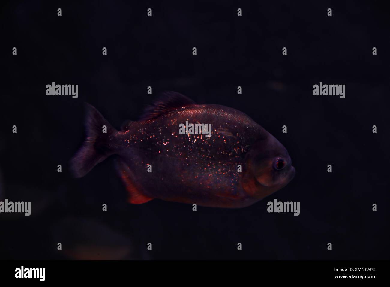 Mother fish hi-res stock photography and images - Page 3 - Alamy