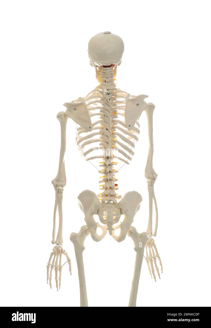 Artificial human skeleton model isolated on white Stock Photo - Alamy