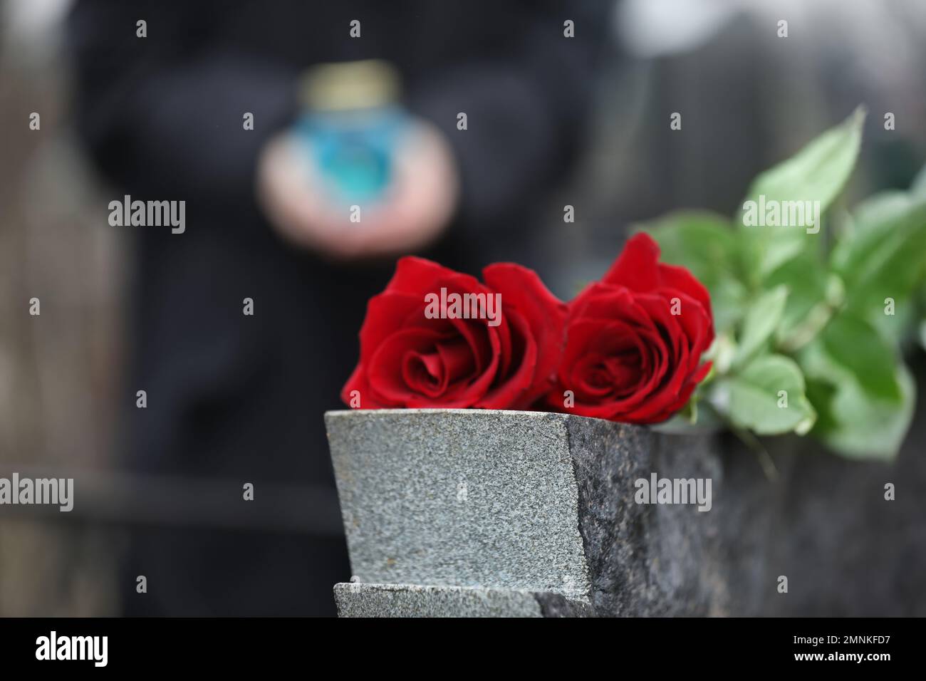Red roses on grey granite tombstone outdoors. Funeral ceremony Stock ...
