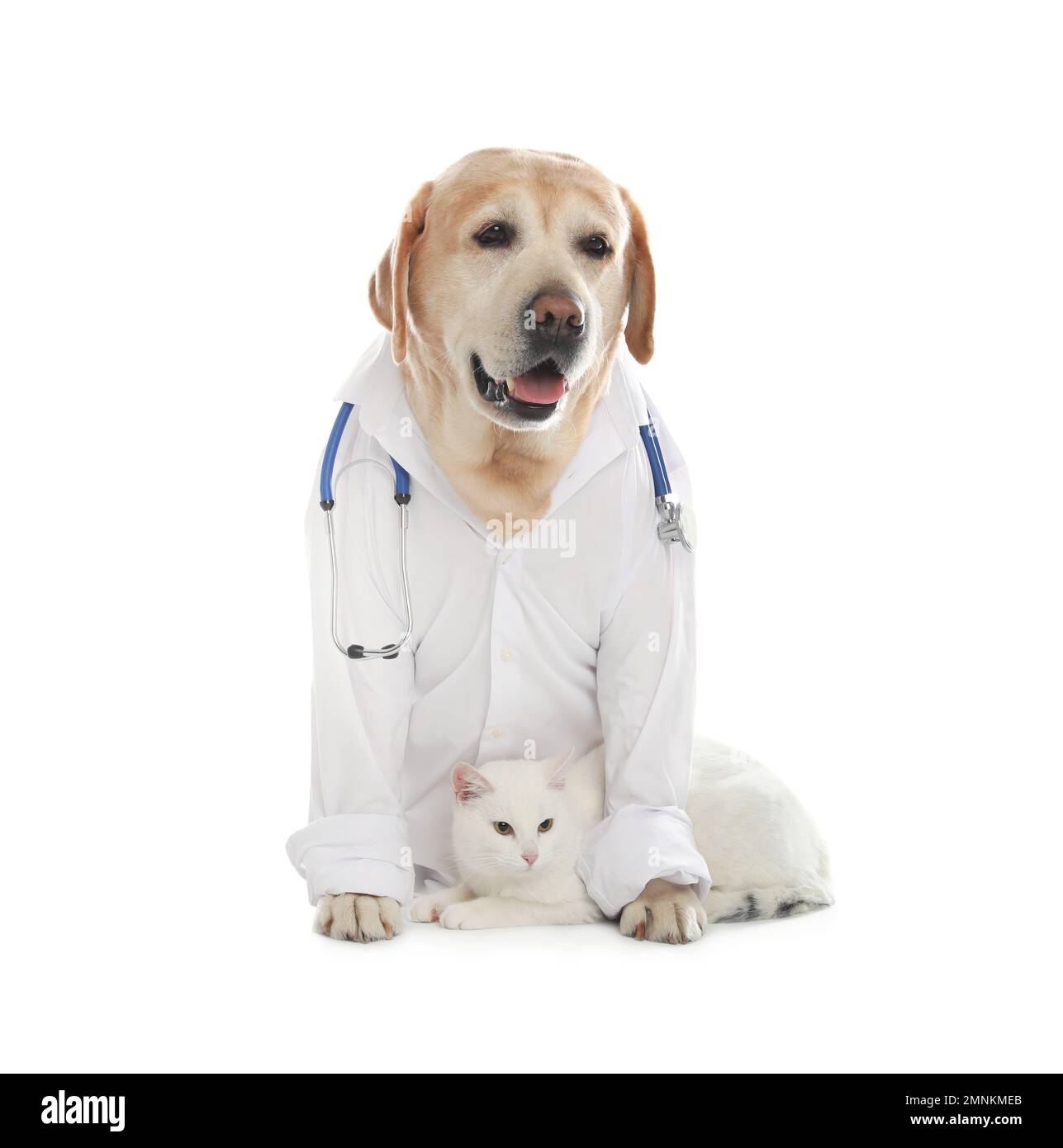Lab 2025 dog coat
