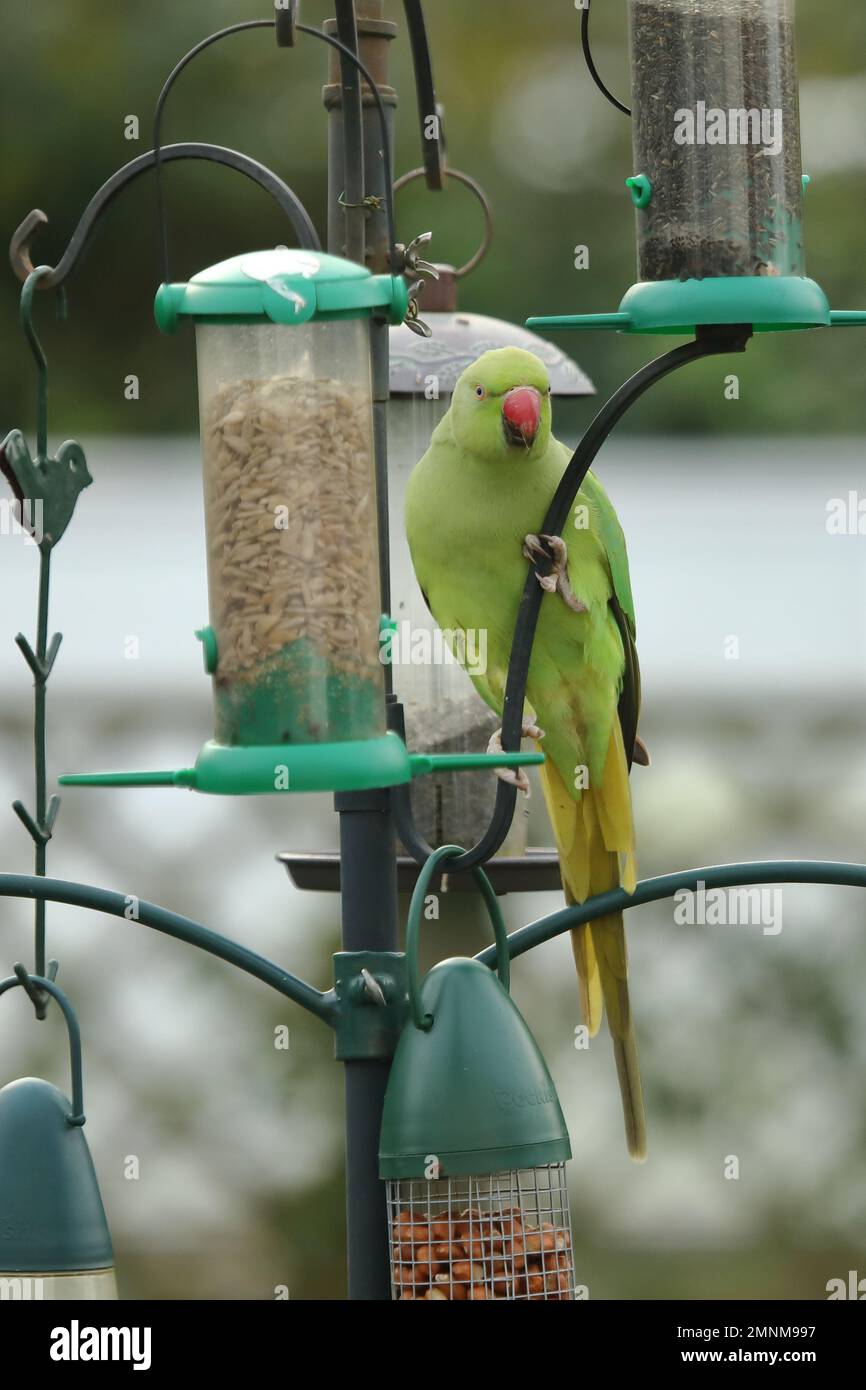 A wild Parakeet perching on a garden bird-feeder in the West Midlands area of the UK. Stock Photo