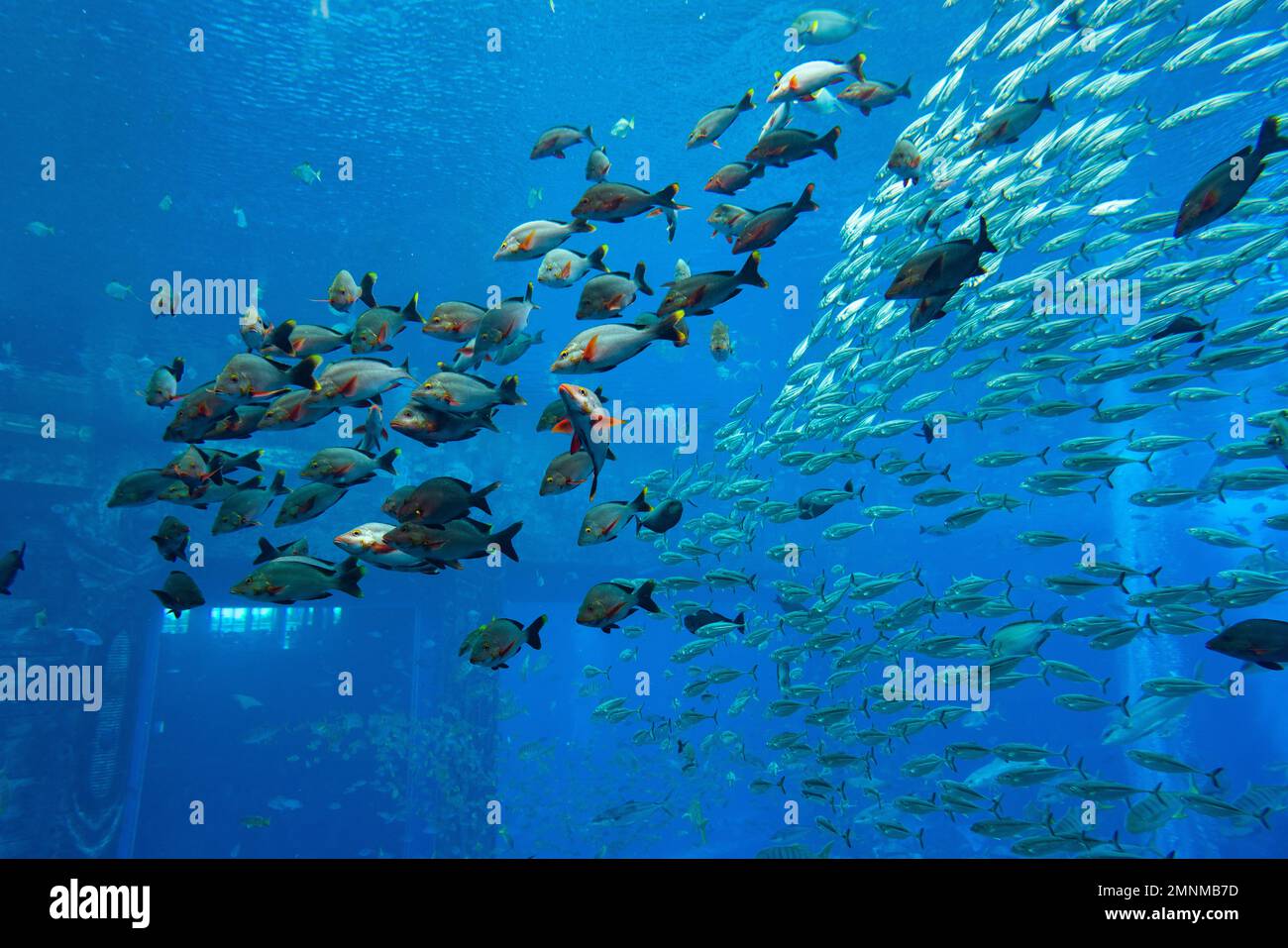 Atlantis hotel aquarium Stock Photo Alamy