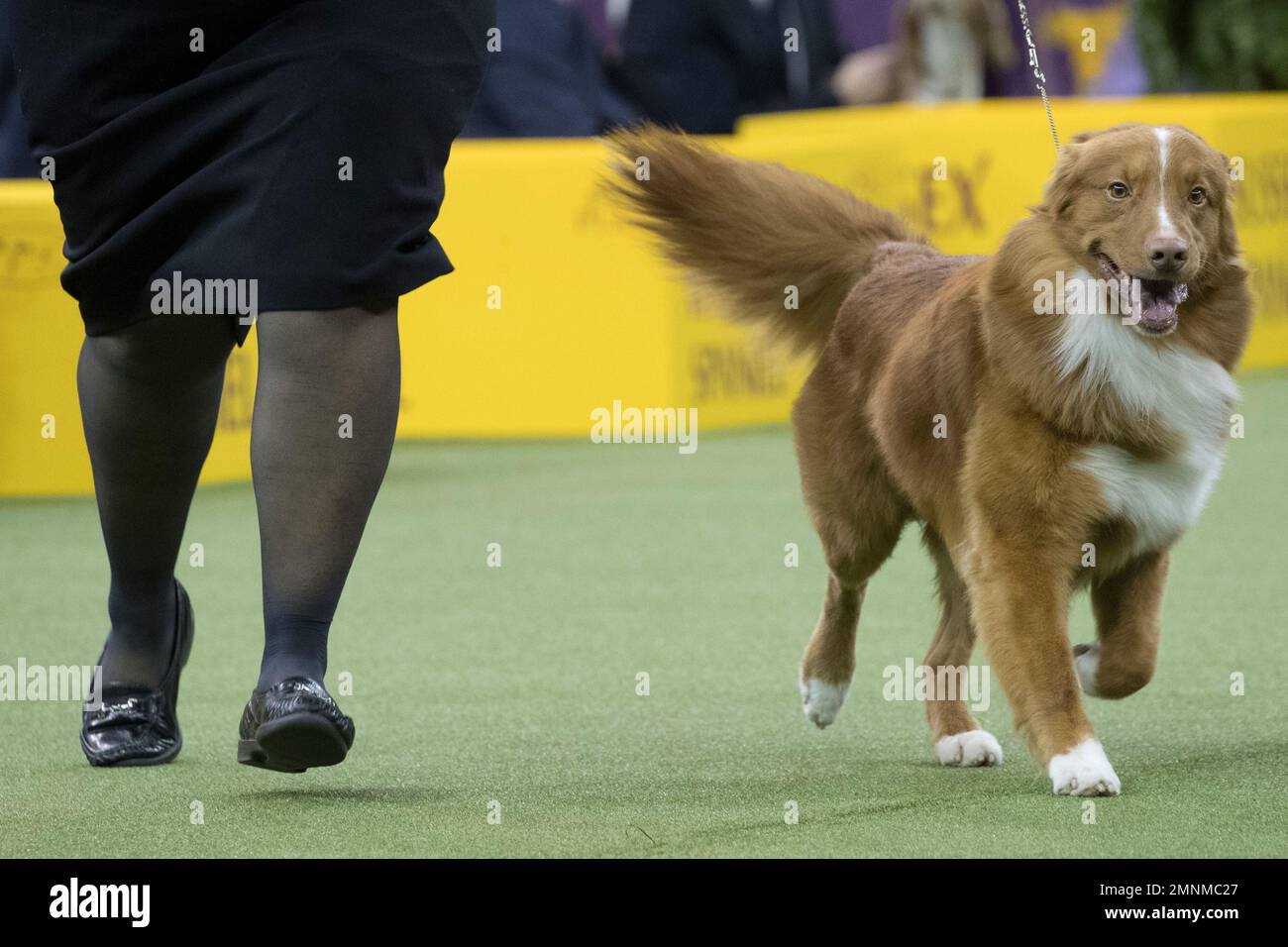 In this Tuesday, Feb. 13, 2018, photo, Ducker, a Nova Scotia duck tolling  retriever, competes in the sporting group during the 142nd Westminster  Kennel Club Dog Show, at Madison Square Garden in