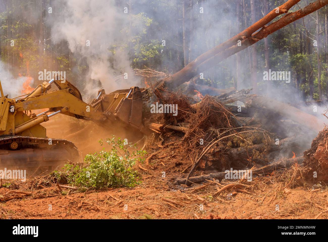 In preparation for subdivision of housing development, trees are being cut down in forest Stock Photo