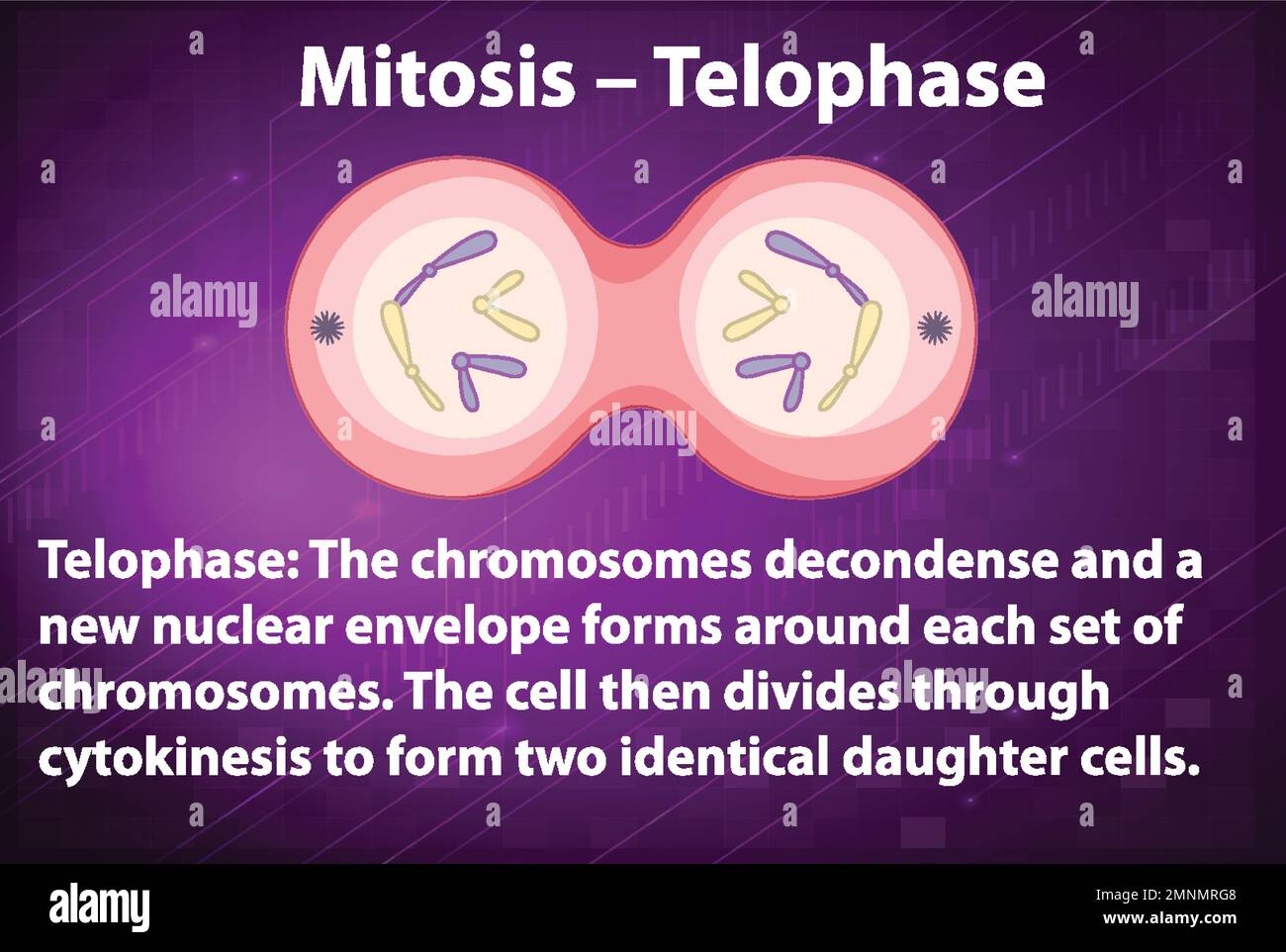 Telophase 2 Diagram Biology Diagrams