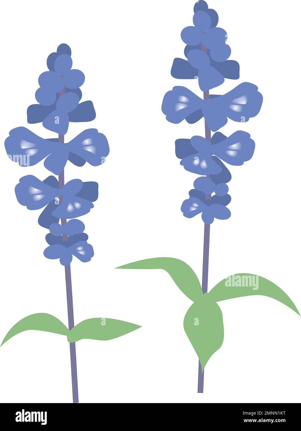 Two blue salvia flowers. Simple flat design. Pretty blue flower. Stock Vector
