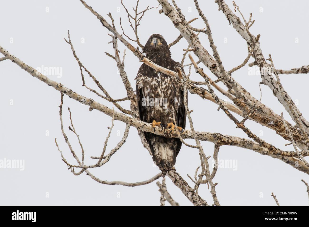 Juvenile Bald Eagle Perched in a Cottonwood Tree Stock Photo
