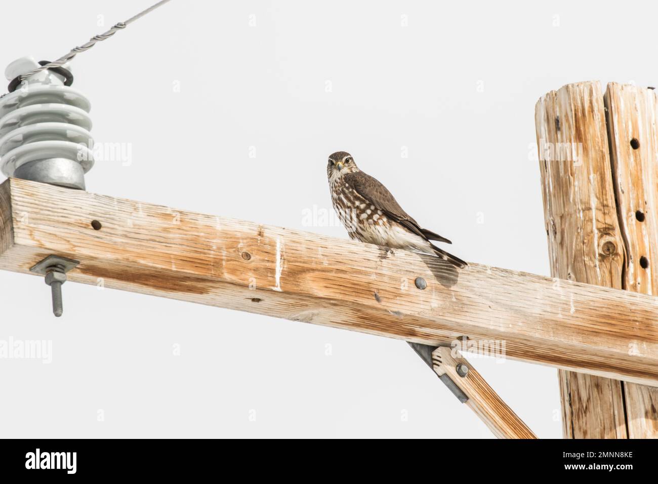Prairie Falcon on a Telephone Pole Stock Photo