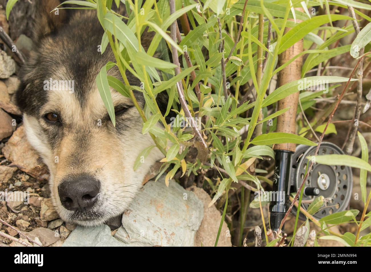 Alaskan Shepherd with a Fly Rod Stock Photo - Alamy