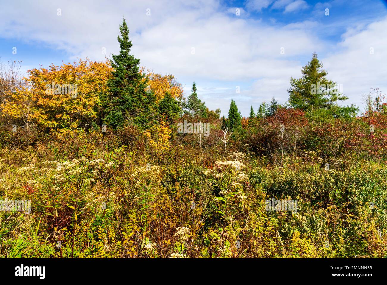 Fall foliage at Chebucto Head, Nova Scotia, Canada. Stock Photo