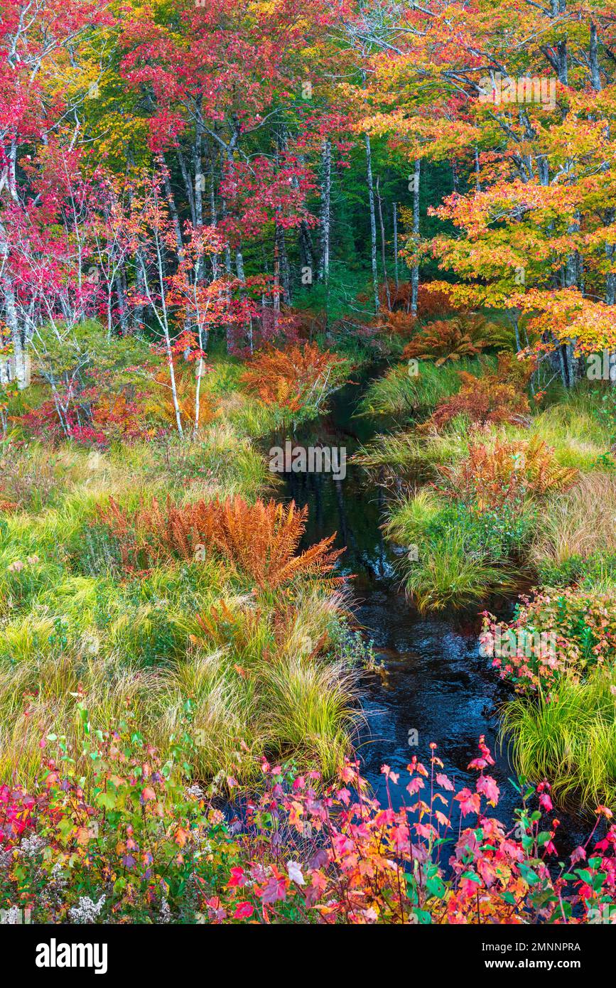 Fall foliage color in the trees near Sable River, Nova Scotia, Canada