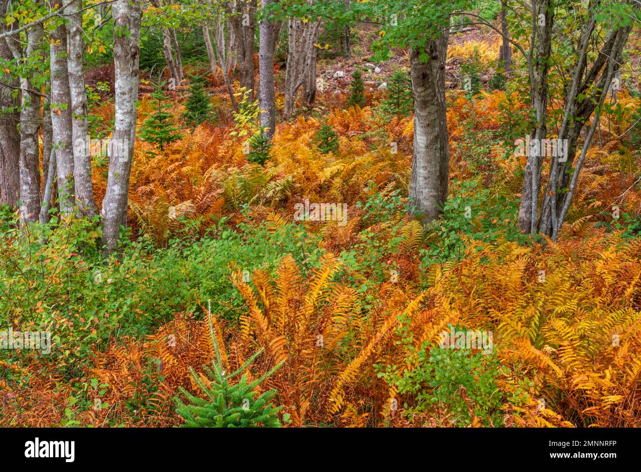 Fall foliage color in the forest trees near Sandy Point, Nova Scotia