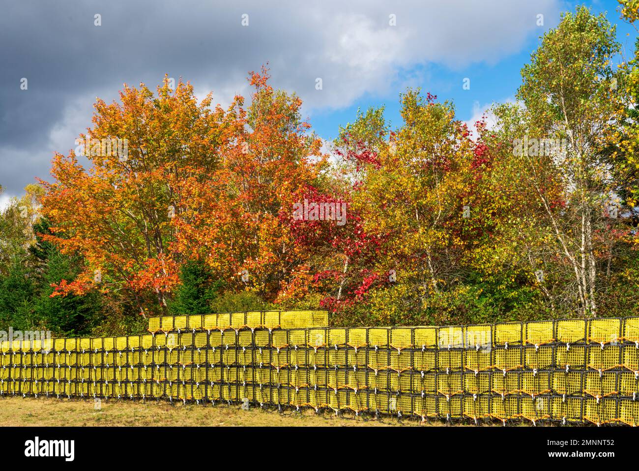A long row of yellow lobster traps with fall foliage color near Sandy