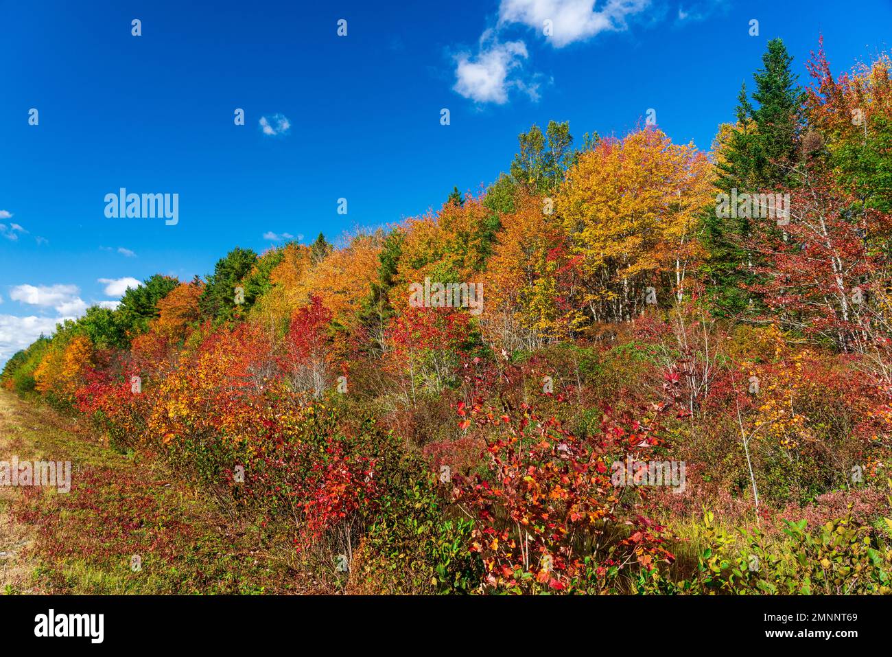Fall foliage color in Sable county, Nova Scotia, Canada Stock Photo Alamy
