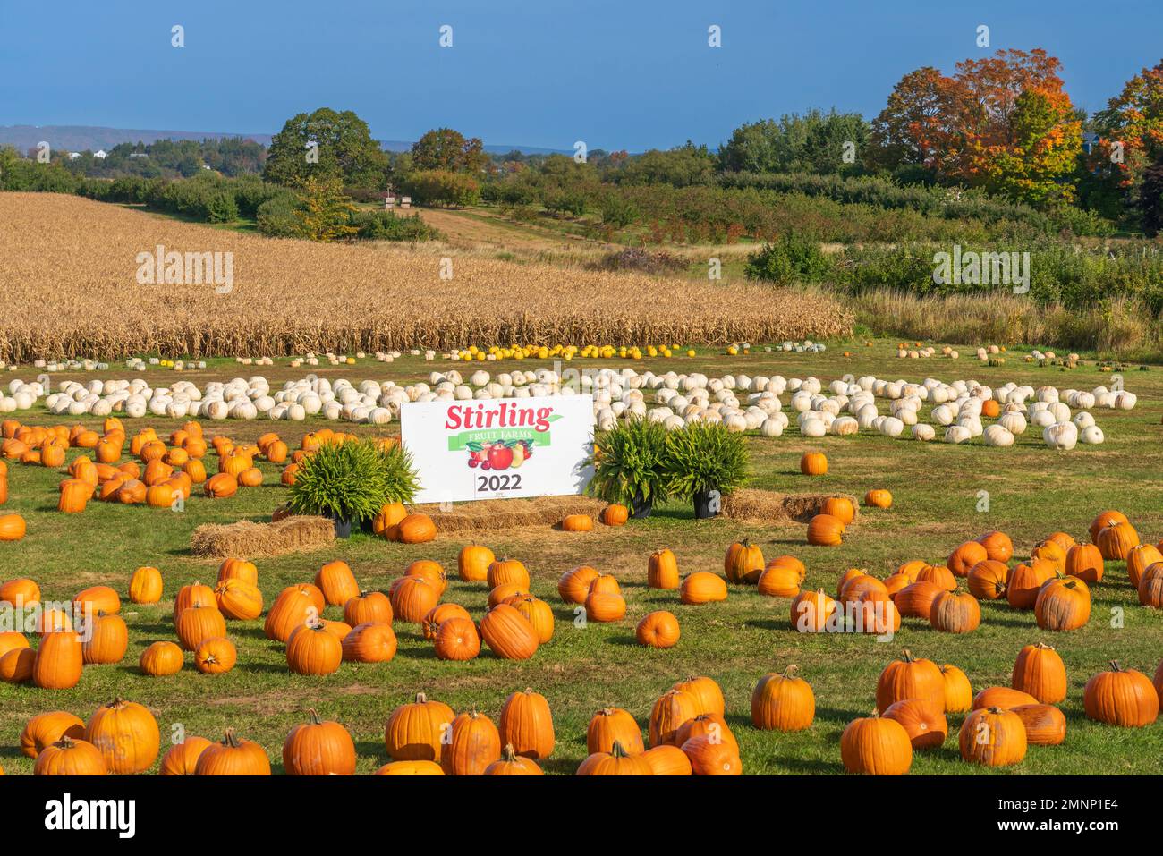 Stirling Fruit Farms pumpkins for sale in Wolfville, Nova Scotia, Canada. Stock Photo