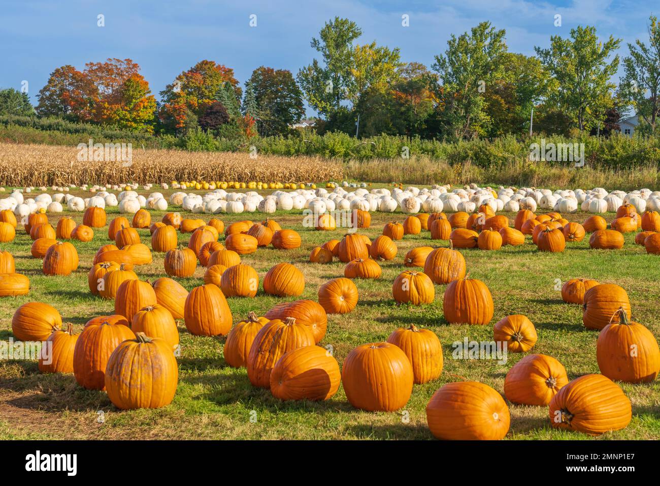 Stirling fruit farms hires stock photography and images Alamy