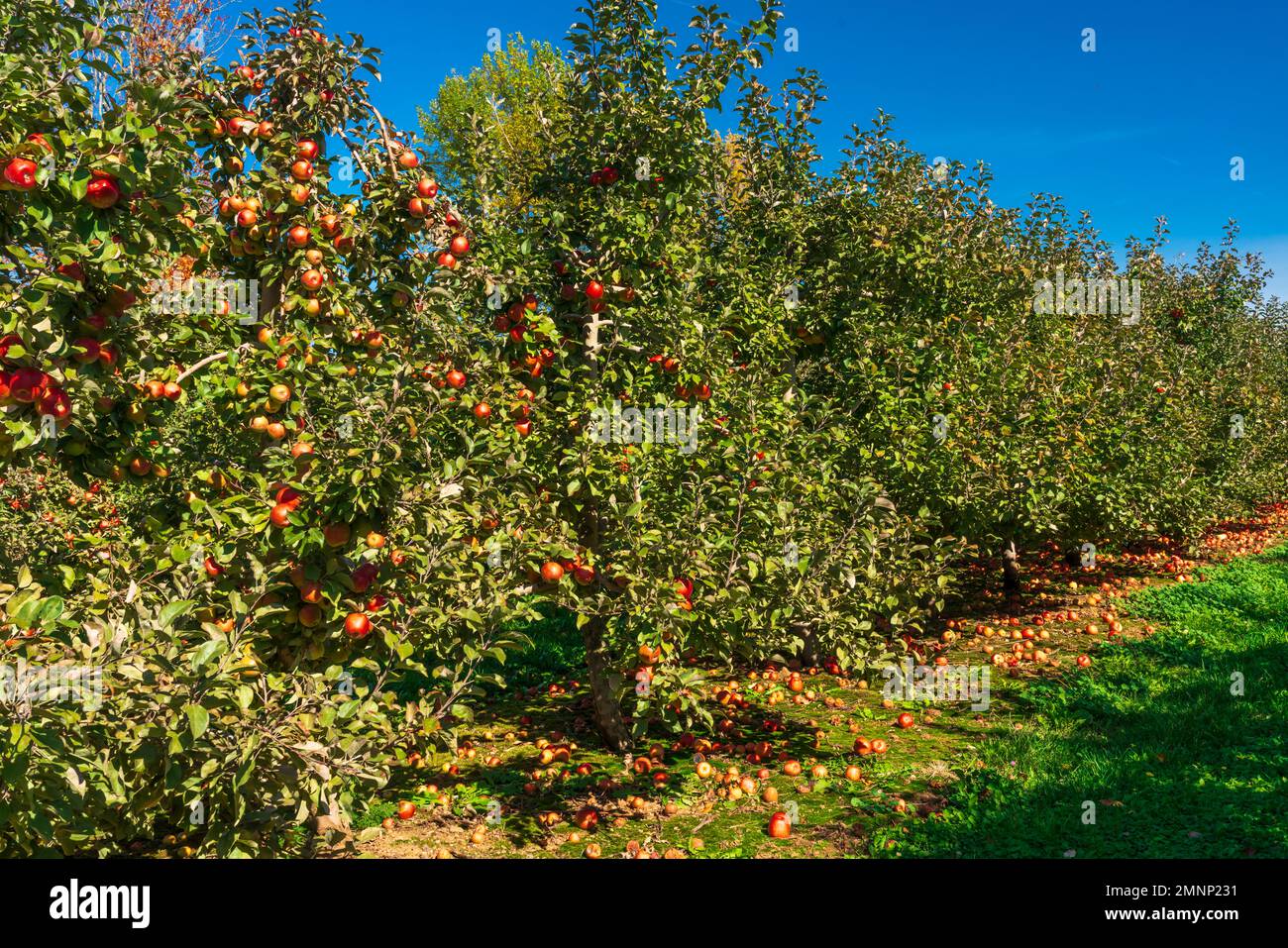 Honeycrisp apple trees in farm hires stock photography and images Alamy