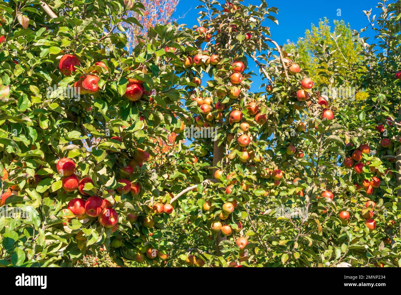 Honeycrisp apple trees in farm hires stock photography and images Alamy