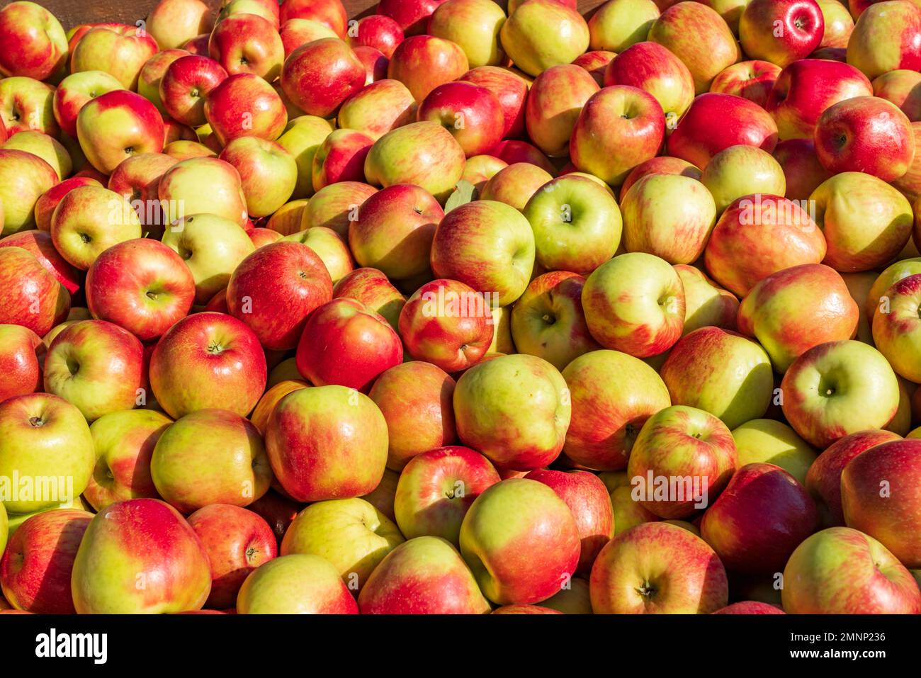 Honeycrisp apples in the Wolfville Apple Orchards, Wolfville, Nova Scotia, Canada. Stock Photo