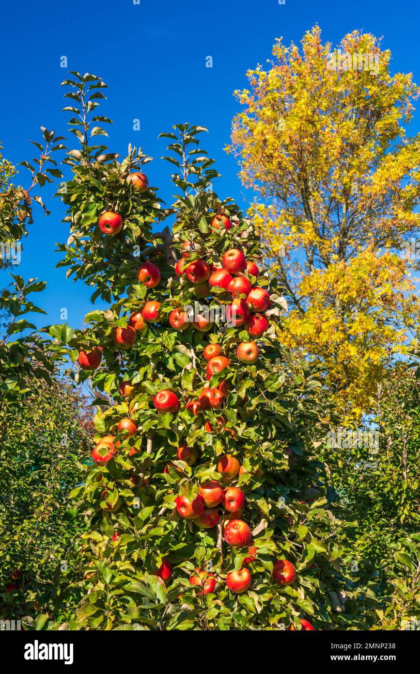 Honeycrisp apple trees in farm hires stock photography and images Alamy
