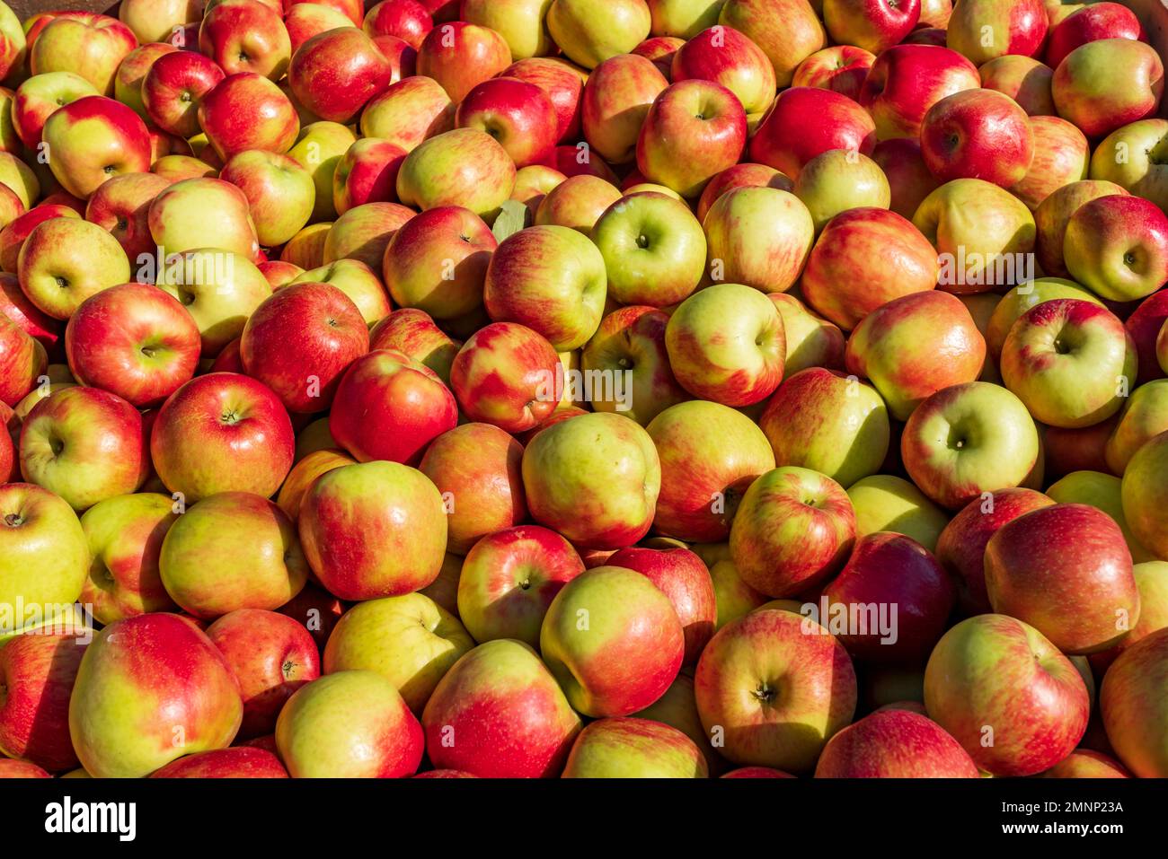 Honeycrisp apples in the Wolfville Apple Orchards, Wolfville, Nova