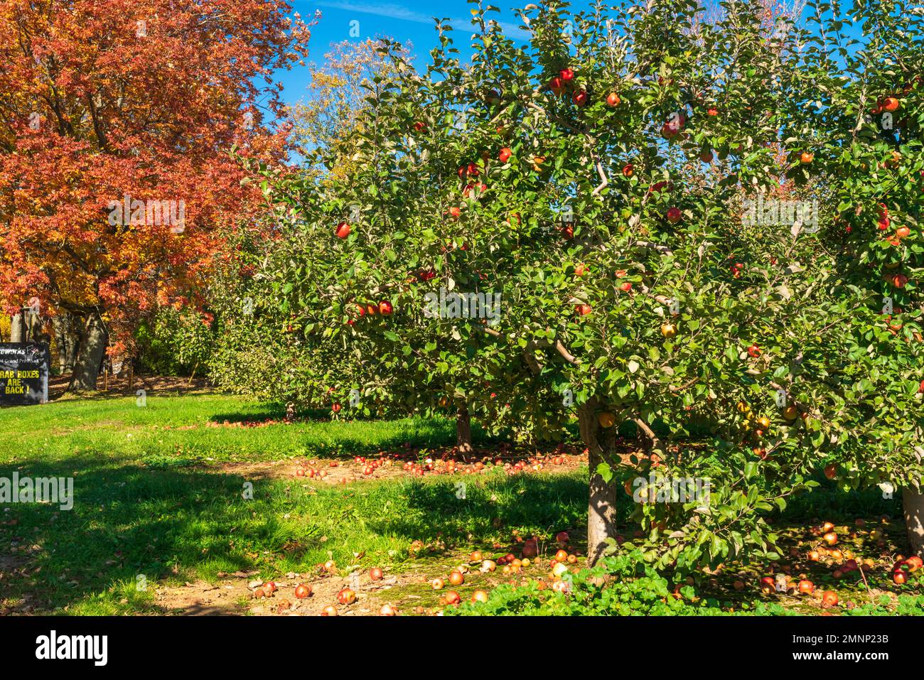 https://c8.alamy.com/comp/2MNP23B/honeycrisp-apples-in-the-wolfville-apple-orchards-wolfville-nova-scotia-canada-2MNP23B.jpg