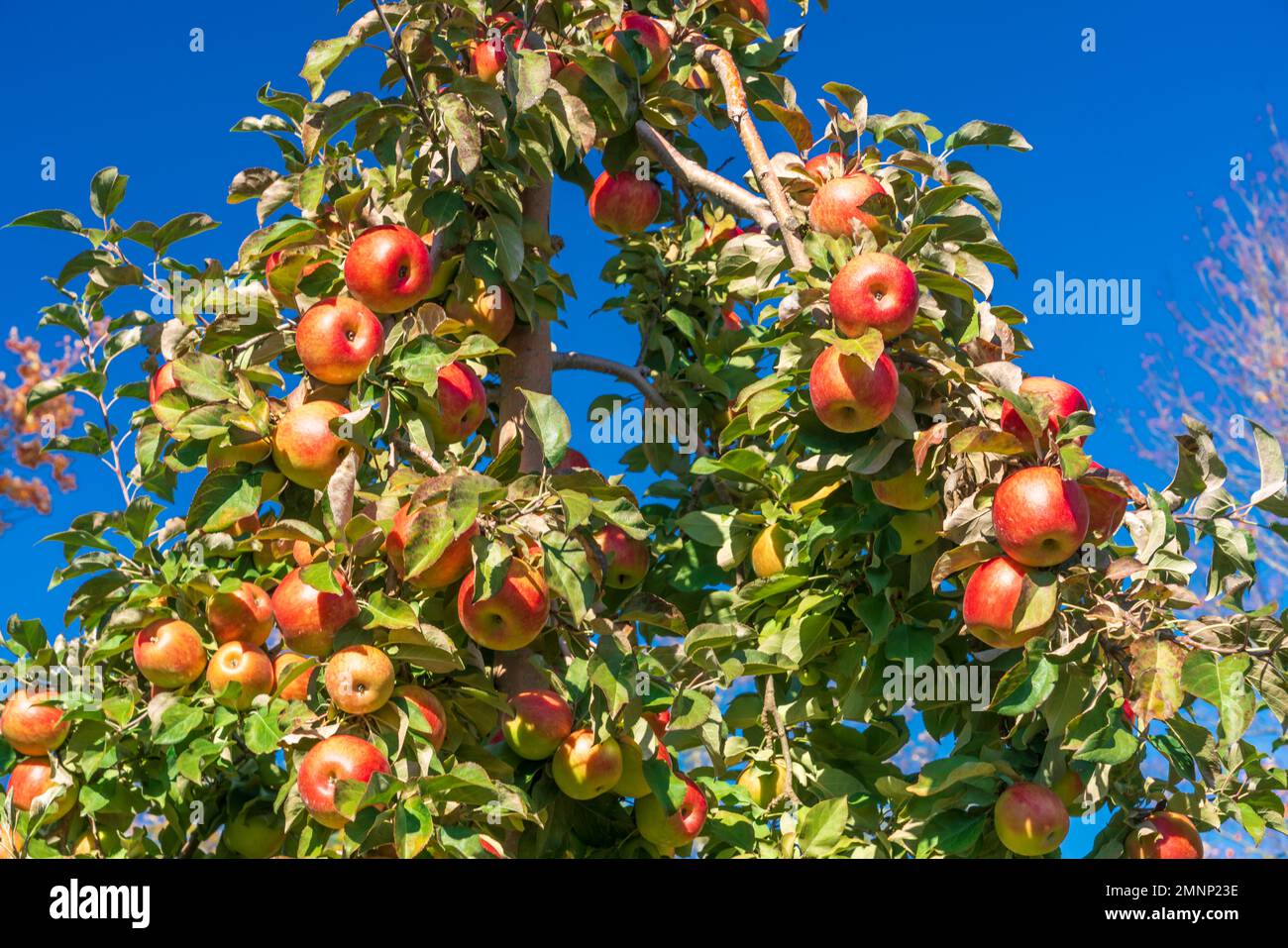 Honeycrisp apples in the Wolfville Apple Orchards, Wolfville, Nova