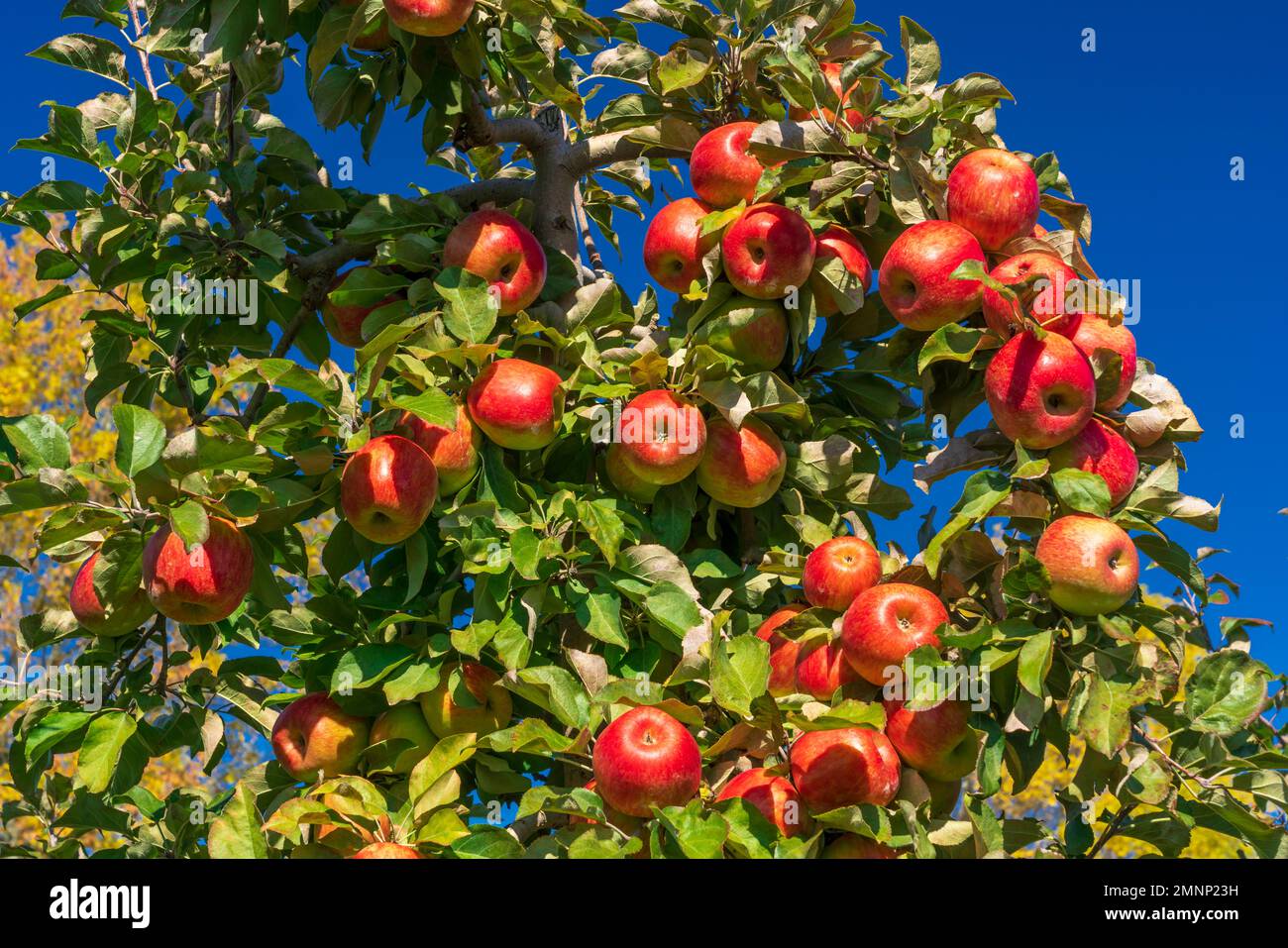 Honeycrisp apples in the Wolfville Apple Orchards, Wolfville, Nova
