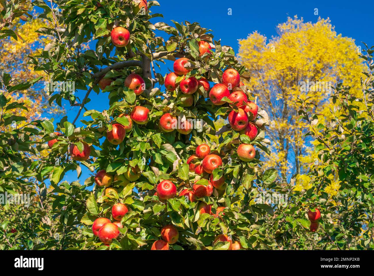 Honeycrisp apple trees in farm hires stock photography and images Alamy