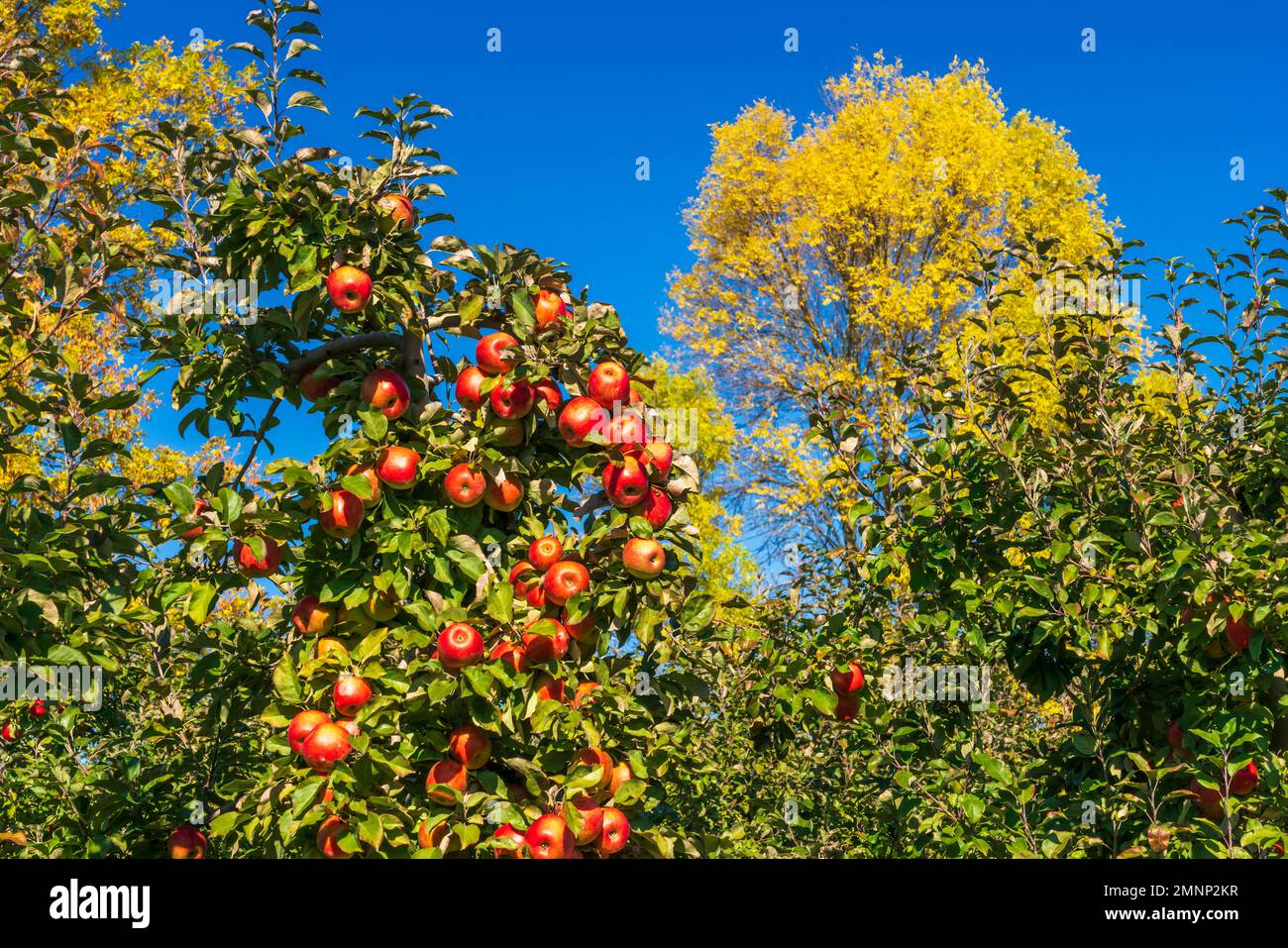 Honeycrisp apples in the Wolfville Apple Orchards, Wolfville, Nova