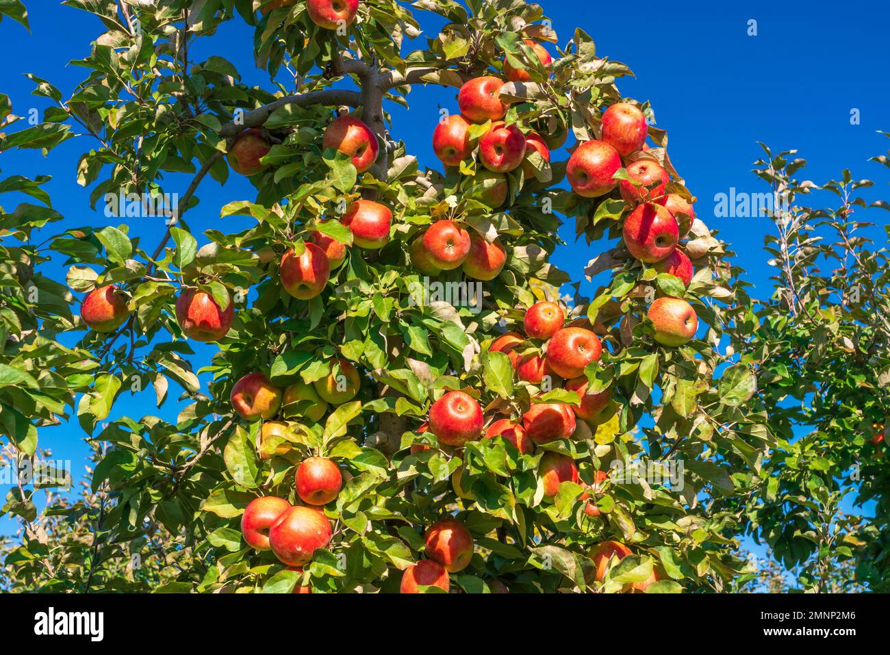 Honeycrisp apples in the Wolfville Apple Orchards, Wolfville, Nova