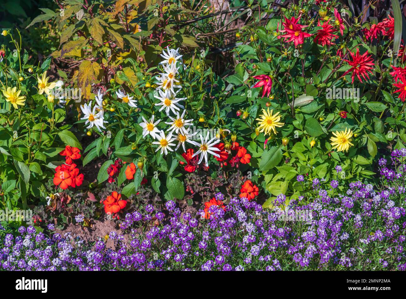 Decorative flowers at the Luckett Vineyards, Gaspereau Valley, Nova