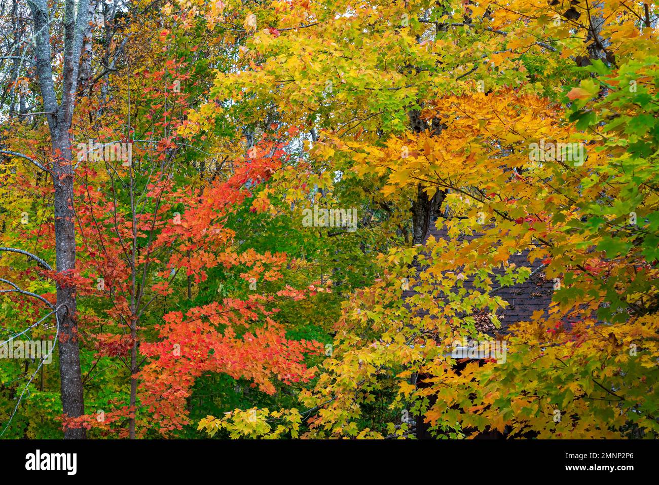 Fall foliage color in the trees of the Wentworth Valley, Nova Scotia