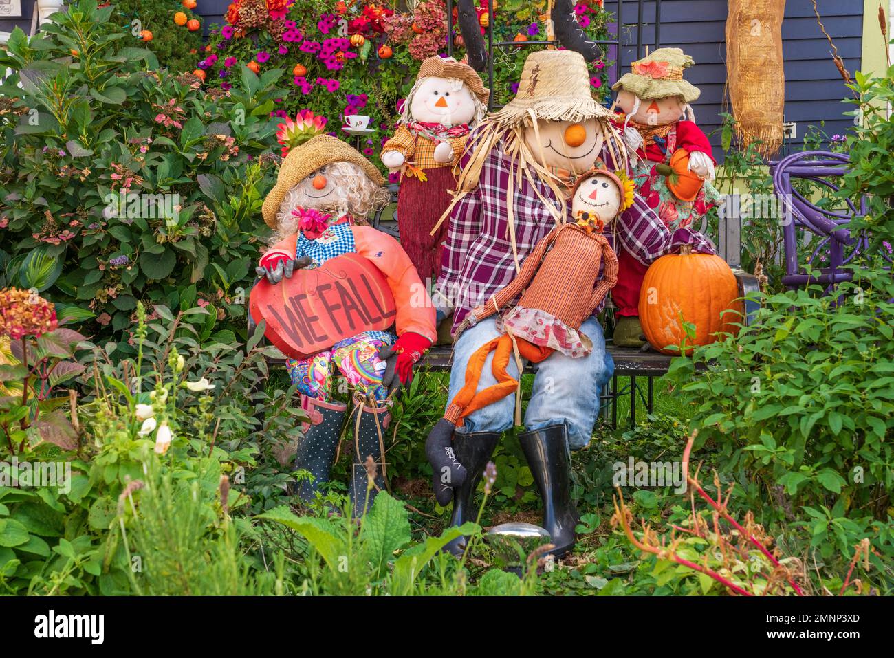A pumpkin and scarecrow display in the front yard of a home in Truro, Nova Scotia, Canada. Stock Photo