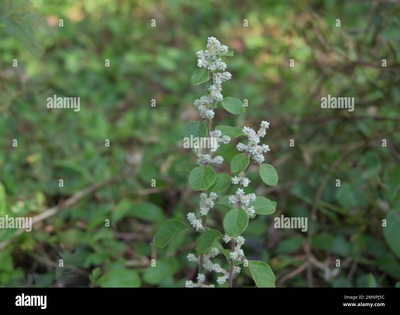 A mountain knot grass plant (Aerva Lanata) with blooms tiny white flower clusters in leaf axils Stock Photo