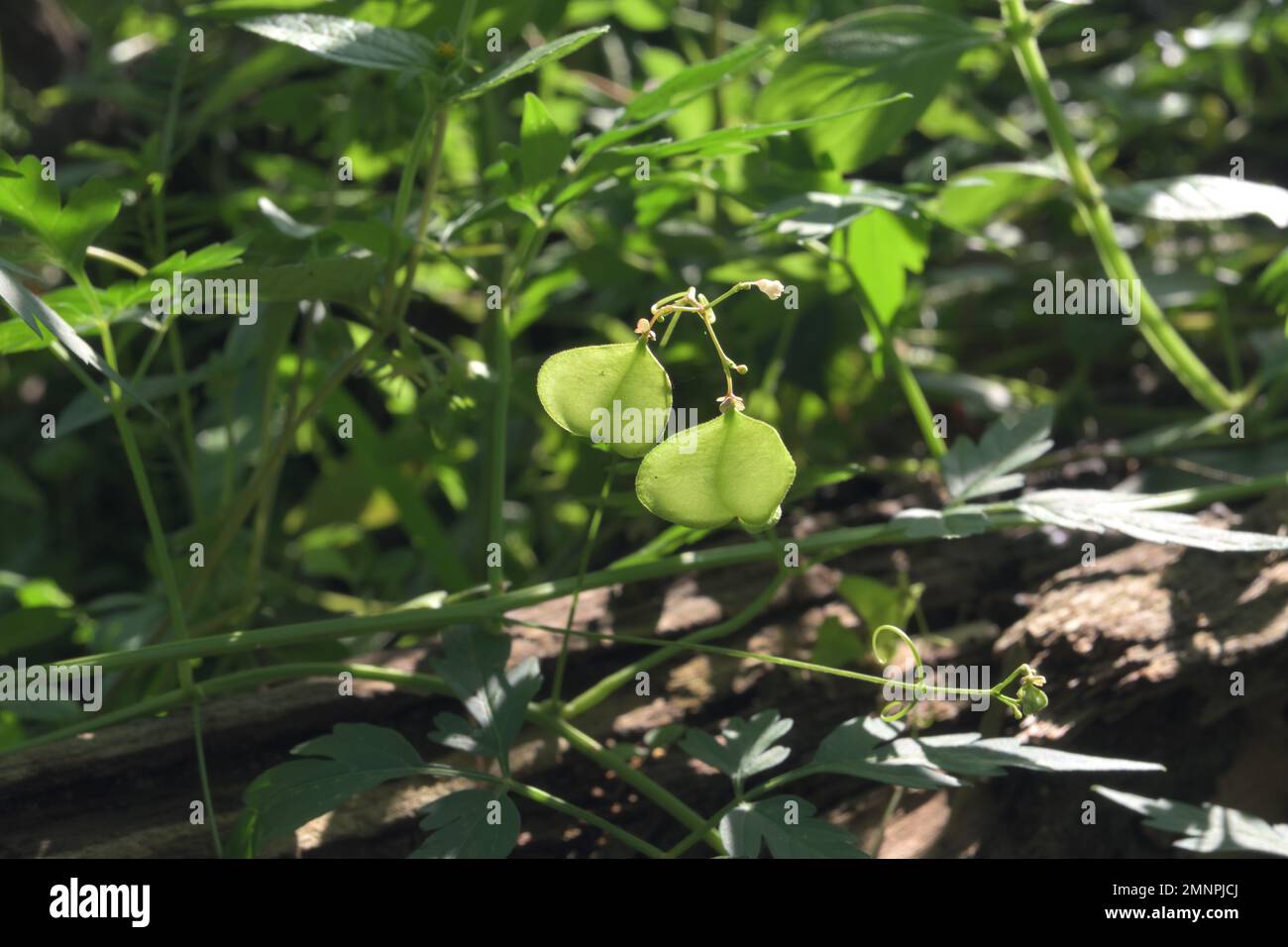 Side view of capsule fruits of a Lesser balloon vine (Cardiospermum Halicacabum) in the wild ground area Stock Photo