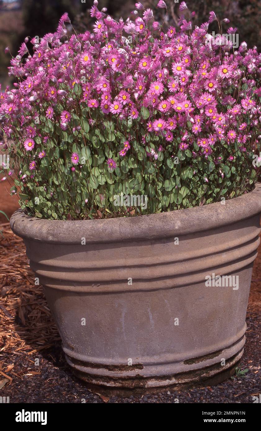 GARDEN POT OF PAPER DAISIES (RHODANTHE SYN HELIPTERUM Stock Photo Alamy