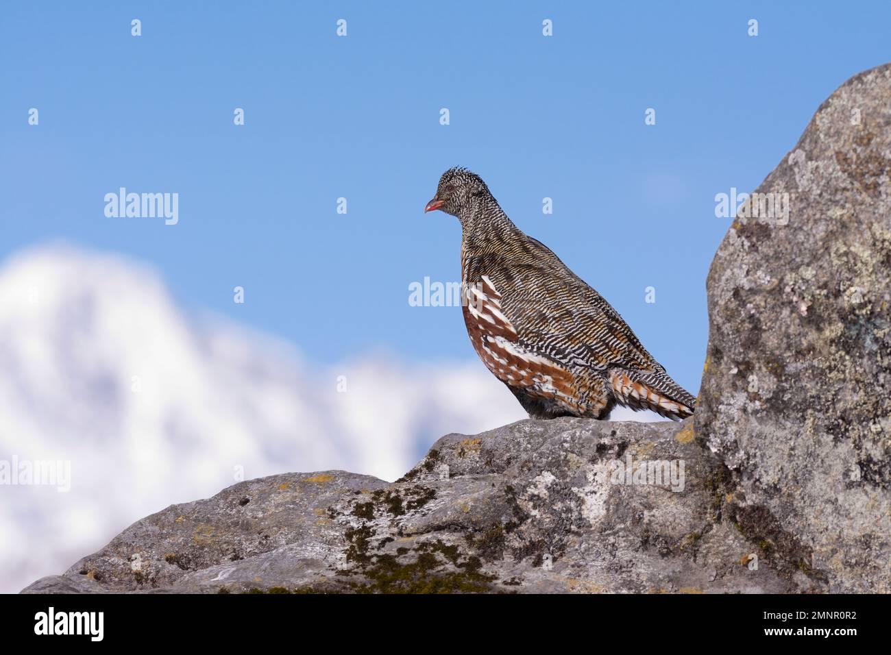 Snow Partridge (Lerwa lerwa) perched on a rock with mountains in background Stock Photo