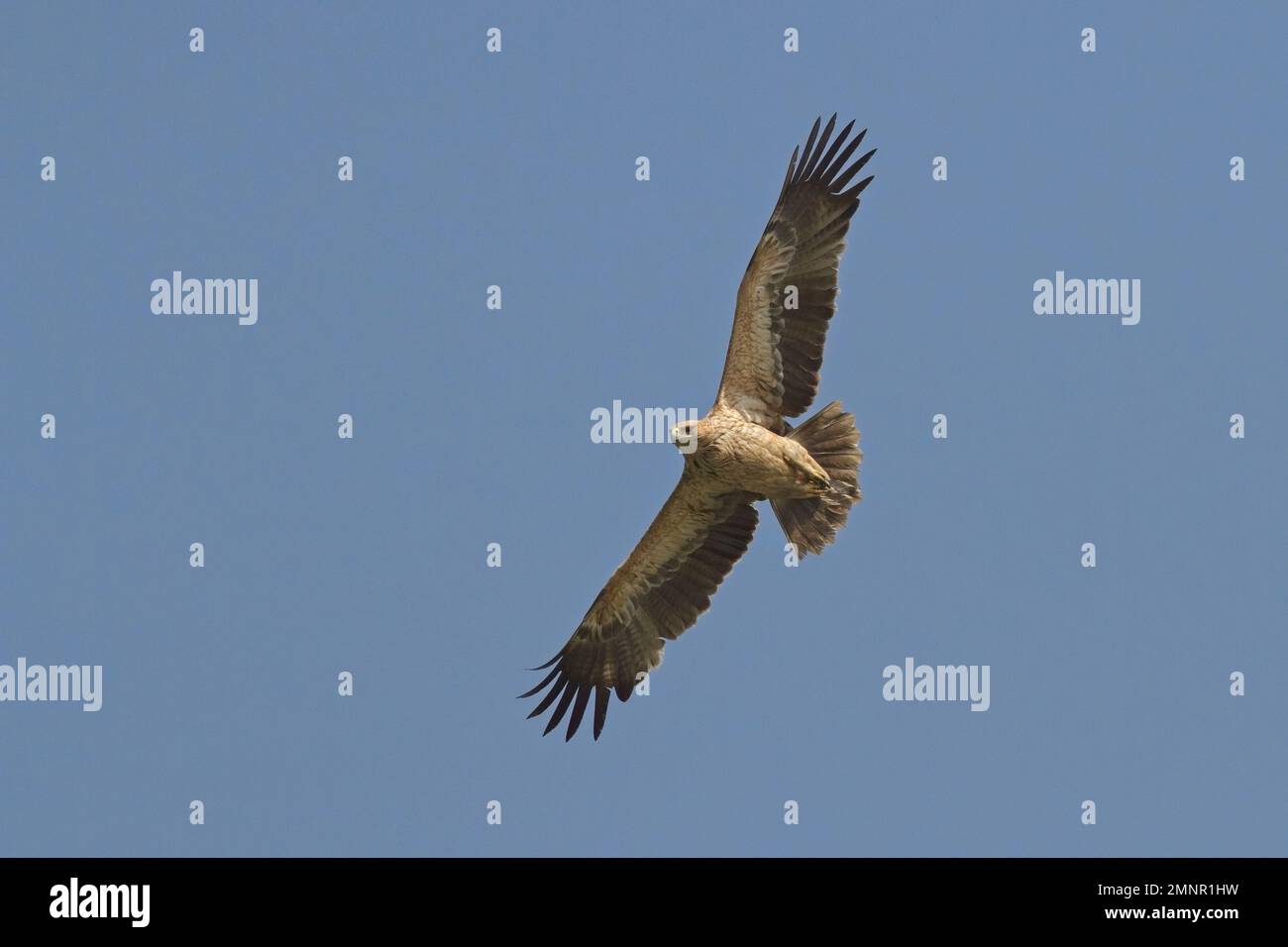 Greater Spotted Eagle (Clanga clanga) fulvescens morph in flight Stock Photo