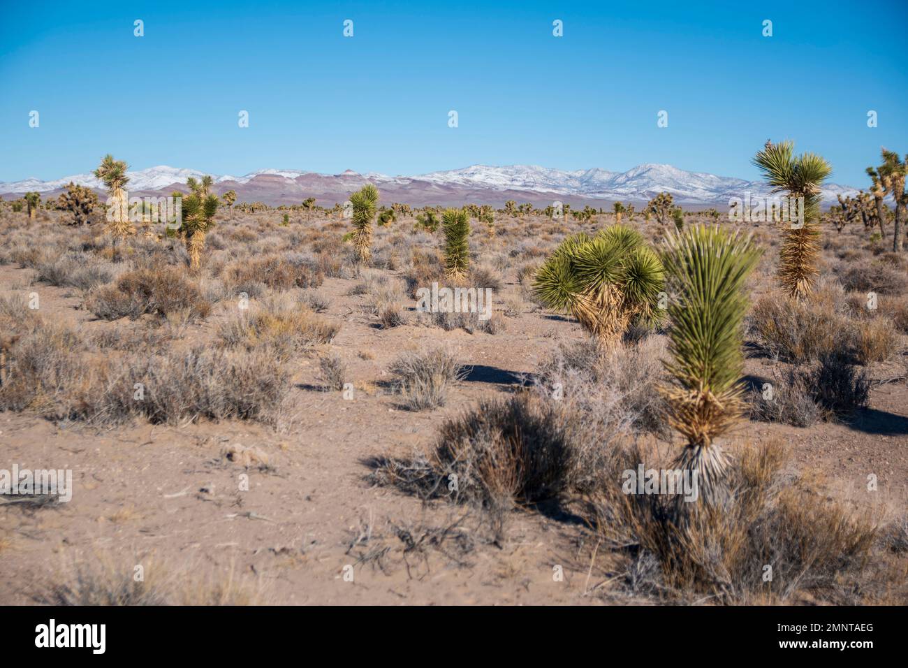 Parts of Nevada, like this stretch of Nye County, are populated with ...