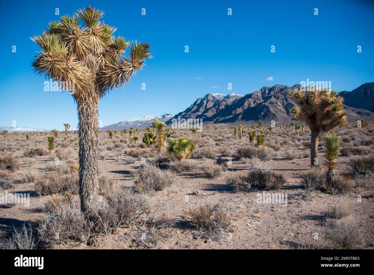 Parts of Nevada, like this stretch of Nye County, are populated with 