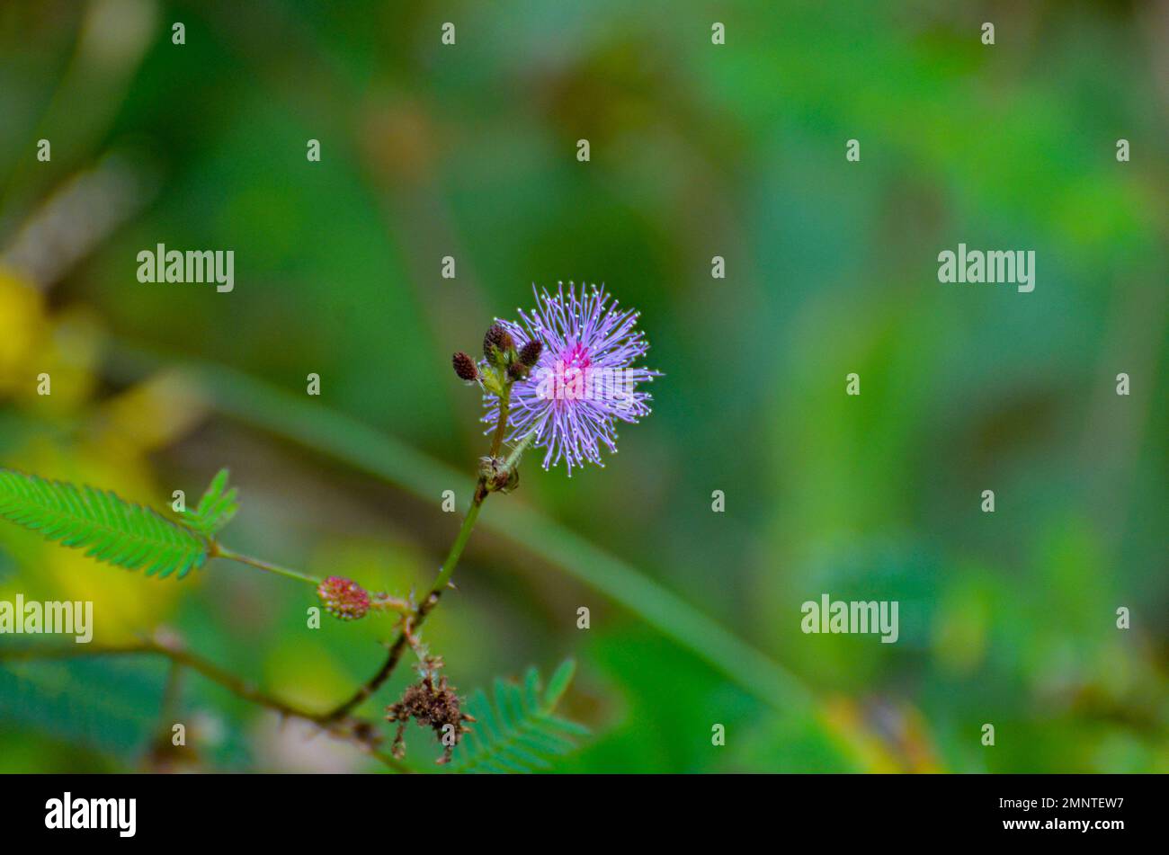 Wildflowers of india hi-res stock photography and images - Alamy