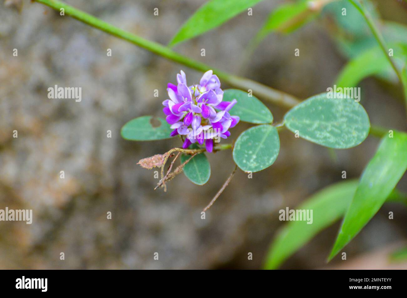 Floral biodiversity of india hi-res stock photography and images - Alamy