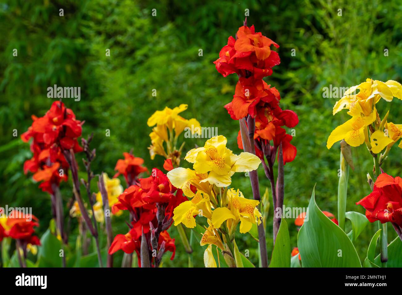 Yellow flower with red spots called Canna Yellow King Humbert and red flower called Red Velvet cannas lily growing in the garden. Beautiful foliage an Stock Photo